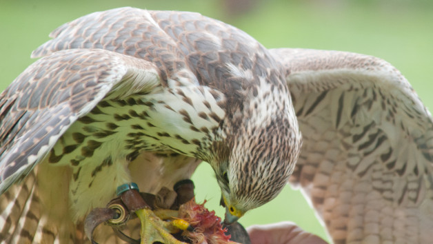 90 Minute Falconry Taster Session in Warwickshire for One picture