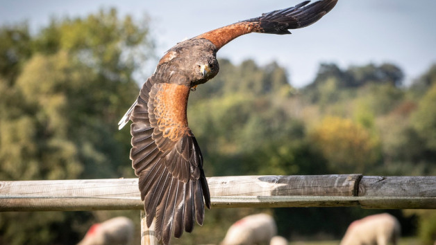 Introduction to Birds of Prey for Two with BB Falconry picture