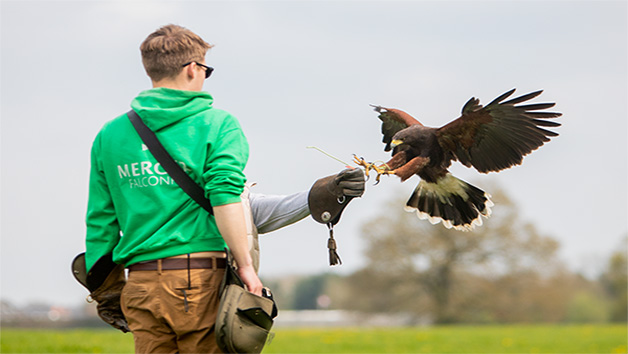 Three Hour Birds of Prey Flying Experience for Two with Mercer Falconry picture