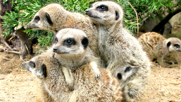 Meerkat Close Encounter Experience at Drusillas Park Zoo for Two picture