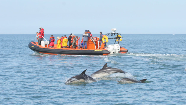 One Hour Seal Safari RIB Trip in Padstow, Cornwall for One picture