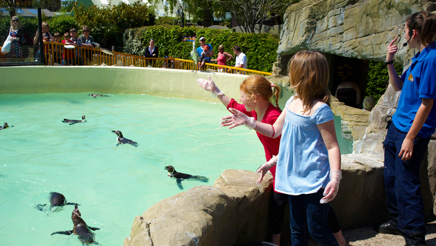 Penguin Close Encounter Experience at Drusillas Park Zoo for Two Image 3