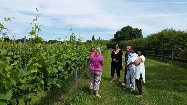 Vineyard Tour and Tasting for Two at Hanwell Wine Estate picture