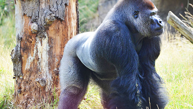 Entry for Two Adults and Two Children to London Zoo Image 2