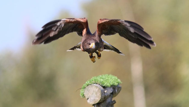 VIP Family Session at Xtreme Falconry in Dorset picture