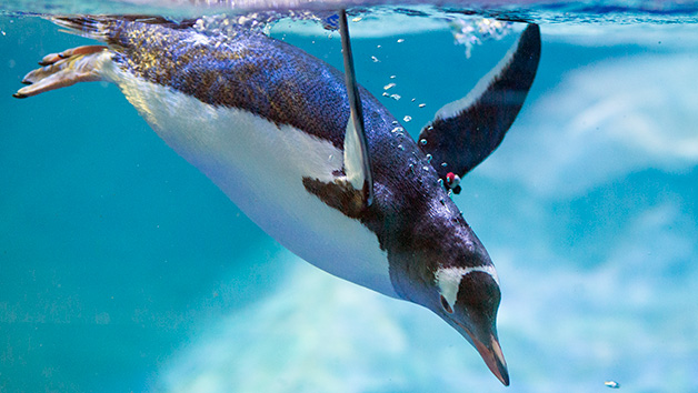 SEA LIFE Entry Tickets for Two picture