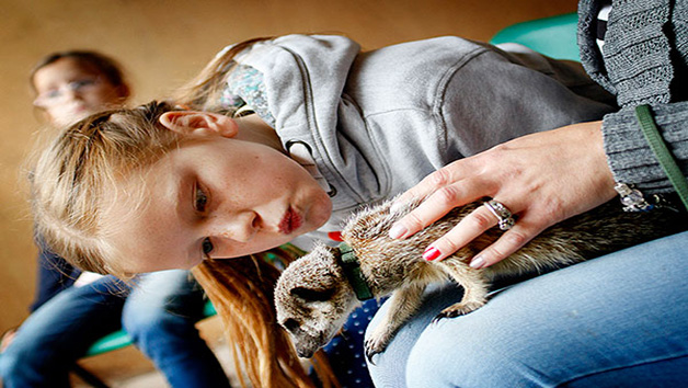 2 for 1 Meerkat Encounter Image 2