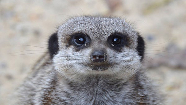 2 for 1 Meerkat Encounter Image 1
