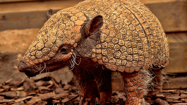 Animal Experiences Choice Voucher picture