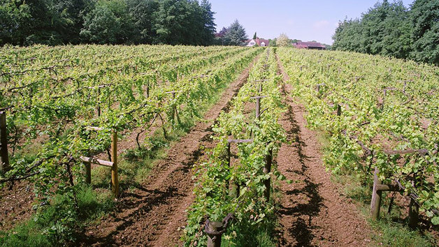 Tour and Tasting at Chiltern Valley Winery and Brewery for Two picture