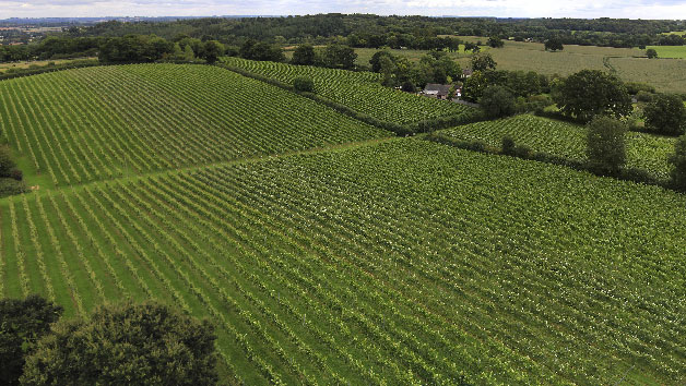 Wine Tasting with Tour for Two at English Oak Vineyard picture