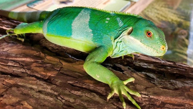 Entry to Exotic Zoo with a One Hour Reptile Experience for Two Image 1