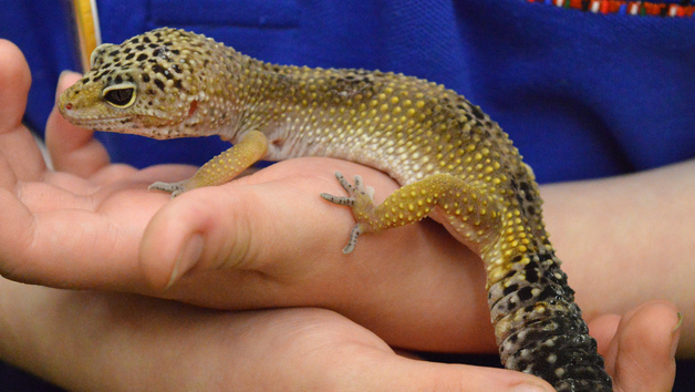 Reptile Close Encounter Experience at Drusillas Park Zoo for Two picture