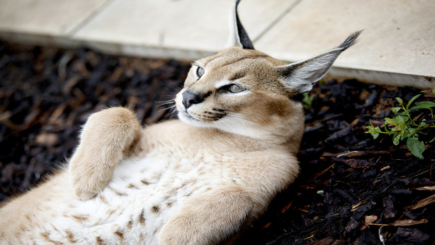 Hoo Zoo & Dinosaur World Entry for One Adult and One Child picture