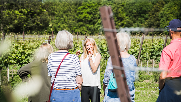 Vineyard Tour and a Wine Tasting for Two at Ashling Park Estate picture