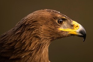 Choice Of The Owl Or Bird Of Prey Experience For Two