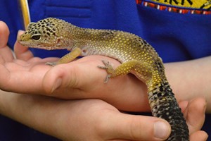 Reptile Close Encounter Experience for Two at Drusillas Park Zoo Image 1