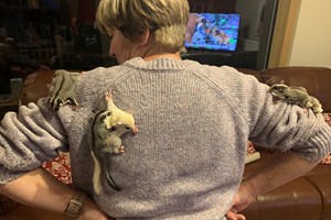 Meet Sugar Gliders for Two with The Animal Experience Image 2