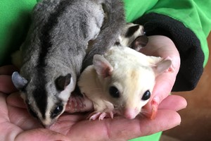 Meet Sugar Gliders for Two with The Animal Experience Image 3