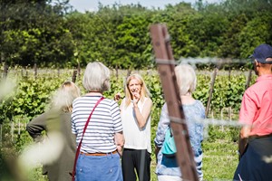 Vineyard Tour and a Wine Tasting for Two at Ashling Park Estate picture