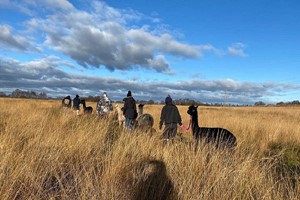 60-minute Walk with Alpacas in the Wetley Moors for Two Image 3