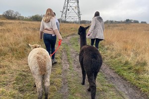 60-minute Walk with Alpacas in the Wetley Moors for Two Image 2