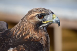 Birds of Prey Experience with Tea and Cake for Two at Willows Bird of Prey Centre Image 2