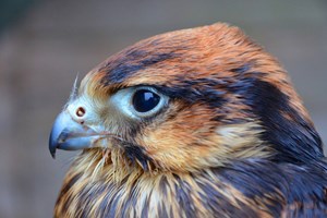 Birds Of Prey Experience With Tea And Cake For Two At Willows Bird Of Prey Centre
