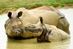 Entry to Whipsnade Zoo for Two Adults and Two Children Image 3