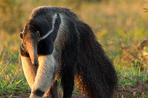 Giant Anteater Close Encounter Experience for Two at Drusillas Park Zoo Image 1