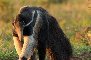 Giant Anteater Close Encounter Experience for One at Drusillas Park Zoo Image 3