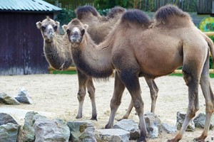 Camel Close Encounter Experience at Drusillas Park Zoo for One Image 1