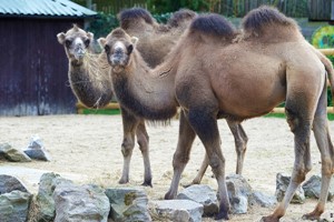 Camel Close Encounter Experience for Two at Drusillas Park Zoo Image 3