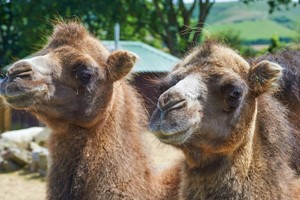 Camel Close Encounter Experience for Two at Drusillas Park Zoo Image 2