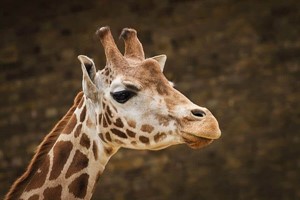Exclusive Early Bird Tour of Twycross Zoo for up to Four People Image 1