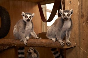 Lemur and Reptile Experience for Two at Northumberland College Zoo Image 2