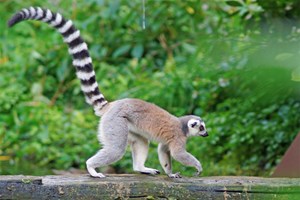 Lemur and Reptile Experience for Two at Northumberland College Zoo Image 5