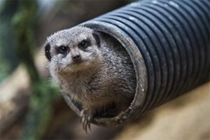 Meet the Meerkats for Two at Northumberland College Zoo Image 1