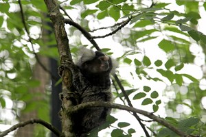 Meet the Animals for Two at Lakeland Wildlife Oasis picture