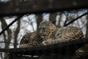Click to view details and reviews for Meet The Carnivores For Two With Lunch At Lakeland Wildlife Oasis.