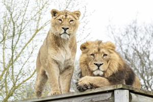 Paul Hollywood Afternoon Tea for Two at The Big Cat Sanctuary Image 4