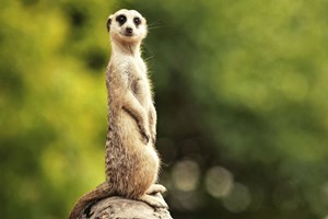 Meet the Meerkats at Knockhatch Adventure Park Image 2