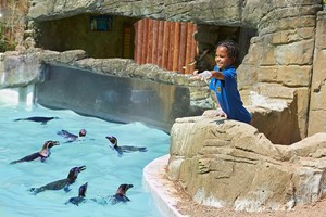 Penguin Close Encounter Experience for Two at Drusillas Park Zoo Image 2