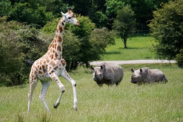 A Visit to Port Lympne Reserve, Truck Safari and Afternoon Tea for Two collection picture